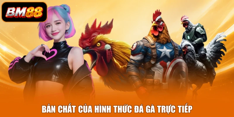 Bản chất của hình thức đá gà trực tiếp