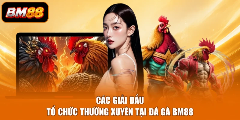 Các giải đấu tổ chức thường xuyên tại đá gà BM88
