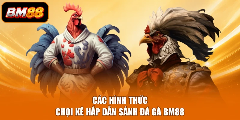 Các hình thức chọi kê hấp dẫn sảnh đá gà BM88