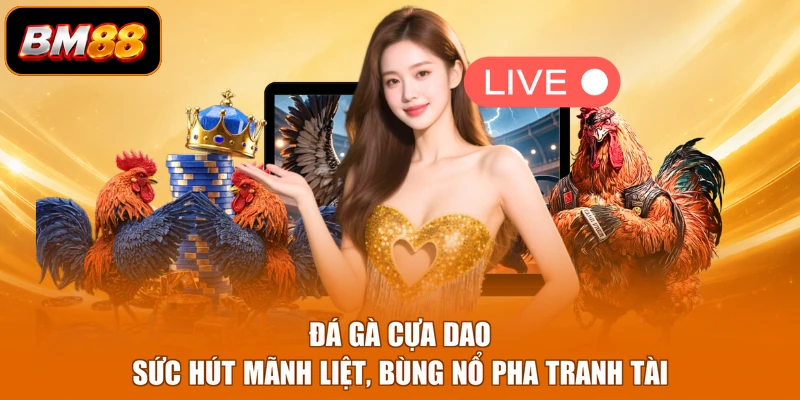 Đá Gà Cựa Dao - Sức Hút Mãnh Liệt, Bùng Nổ Pha Tranh Tài