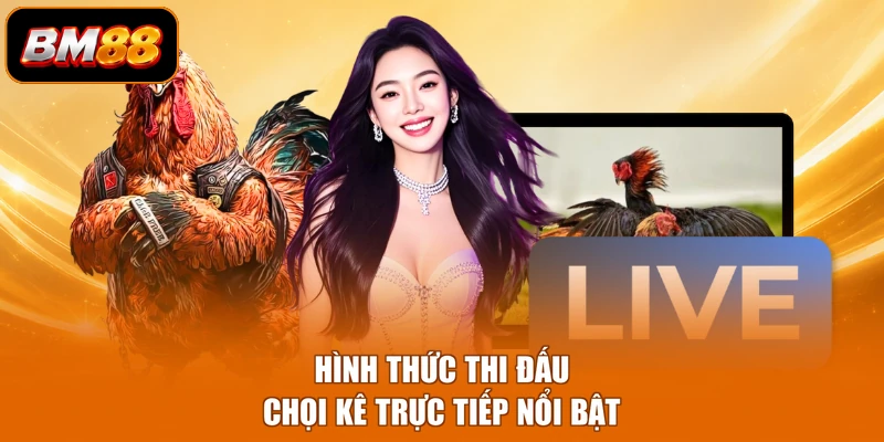 Hình thức thi đấu chọi kê trực tiếp nổi bật