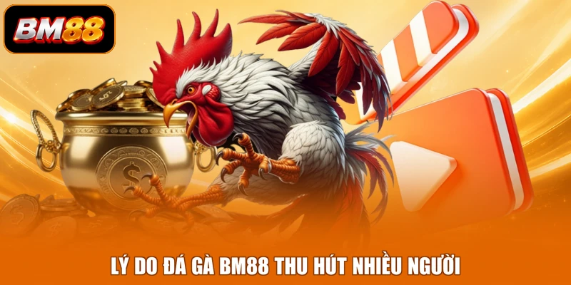 Lý do đá gà BM88 thu hút nhiều người