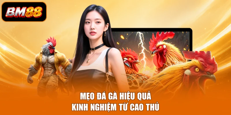 Mẹo đá gà hiệu quả kinh nghiệm từ cao thủ